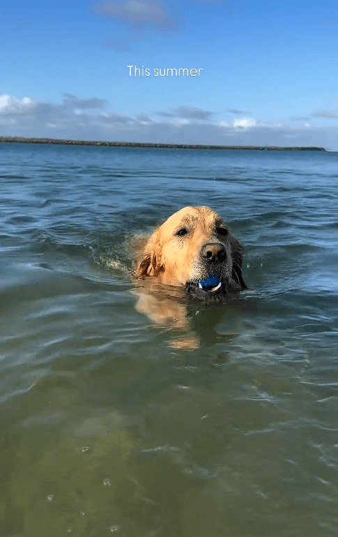 South Mona Vale Beach (Trial)