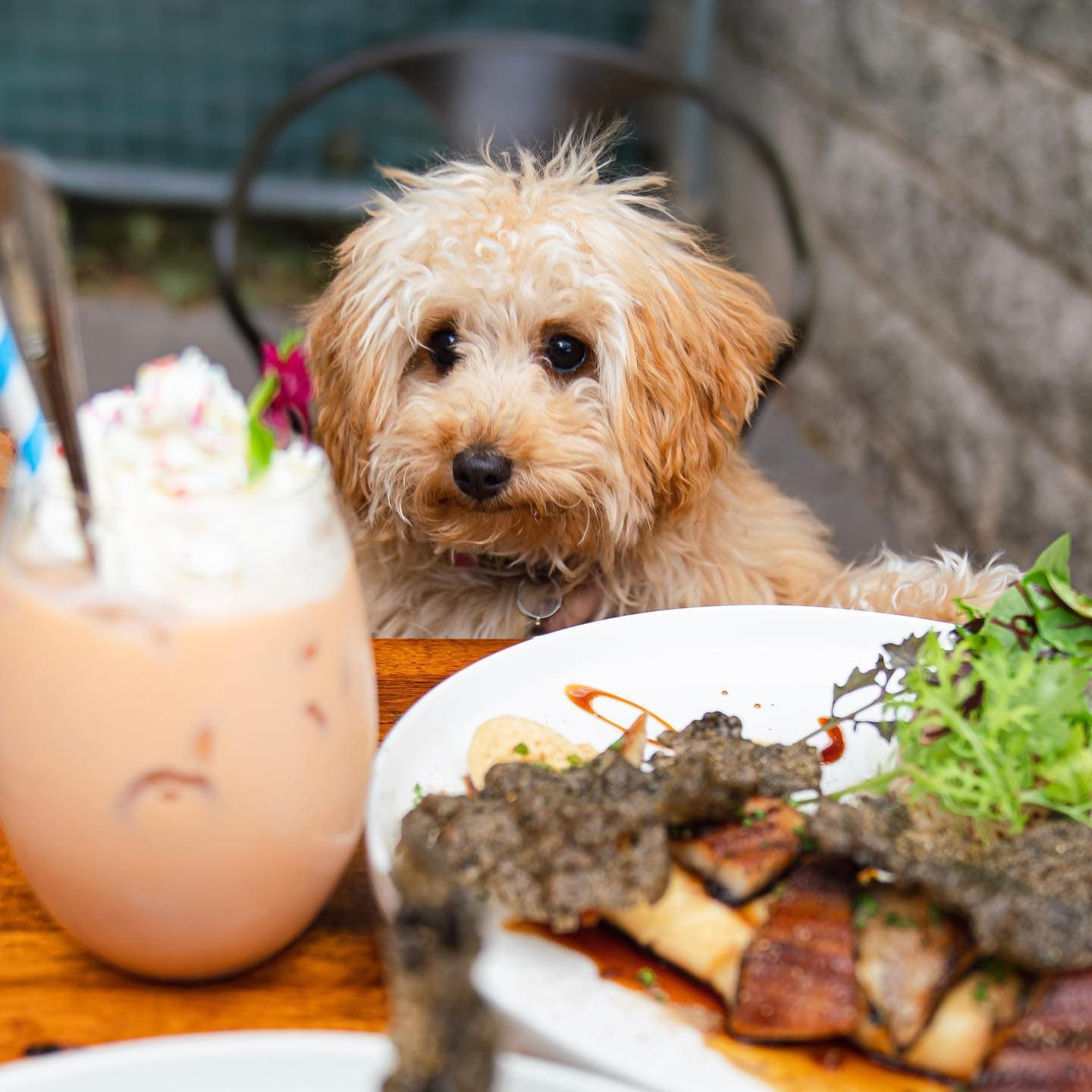 Best Dog-Friendly Cafes in Sydney