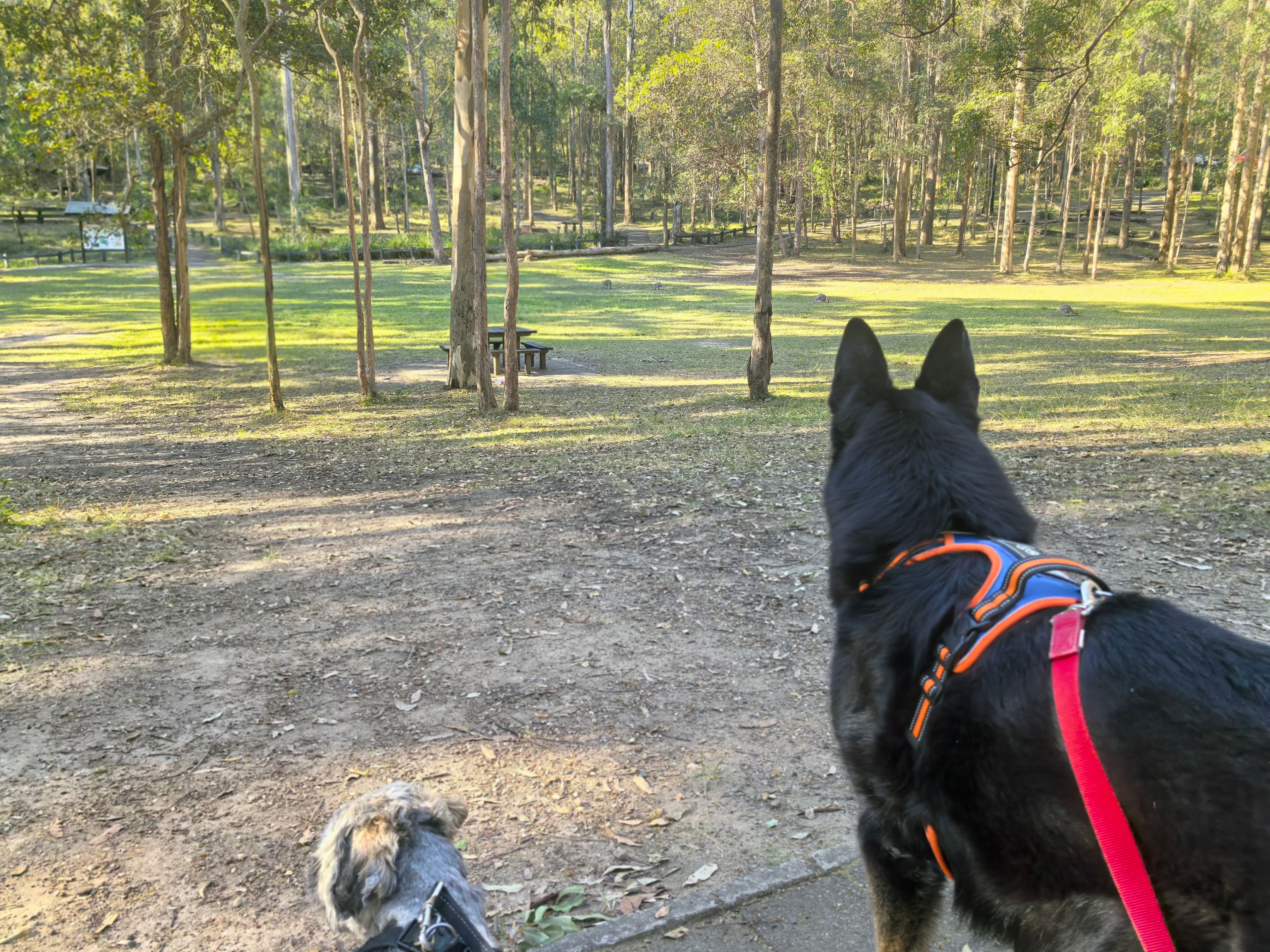 Daisy Hill Conservation Park – dog-friendly park in Daisy Hill