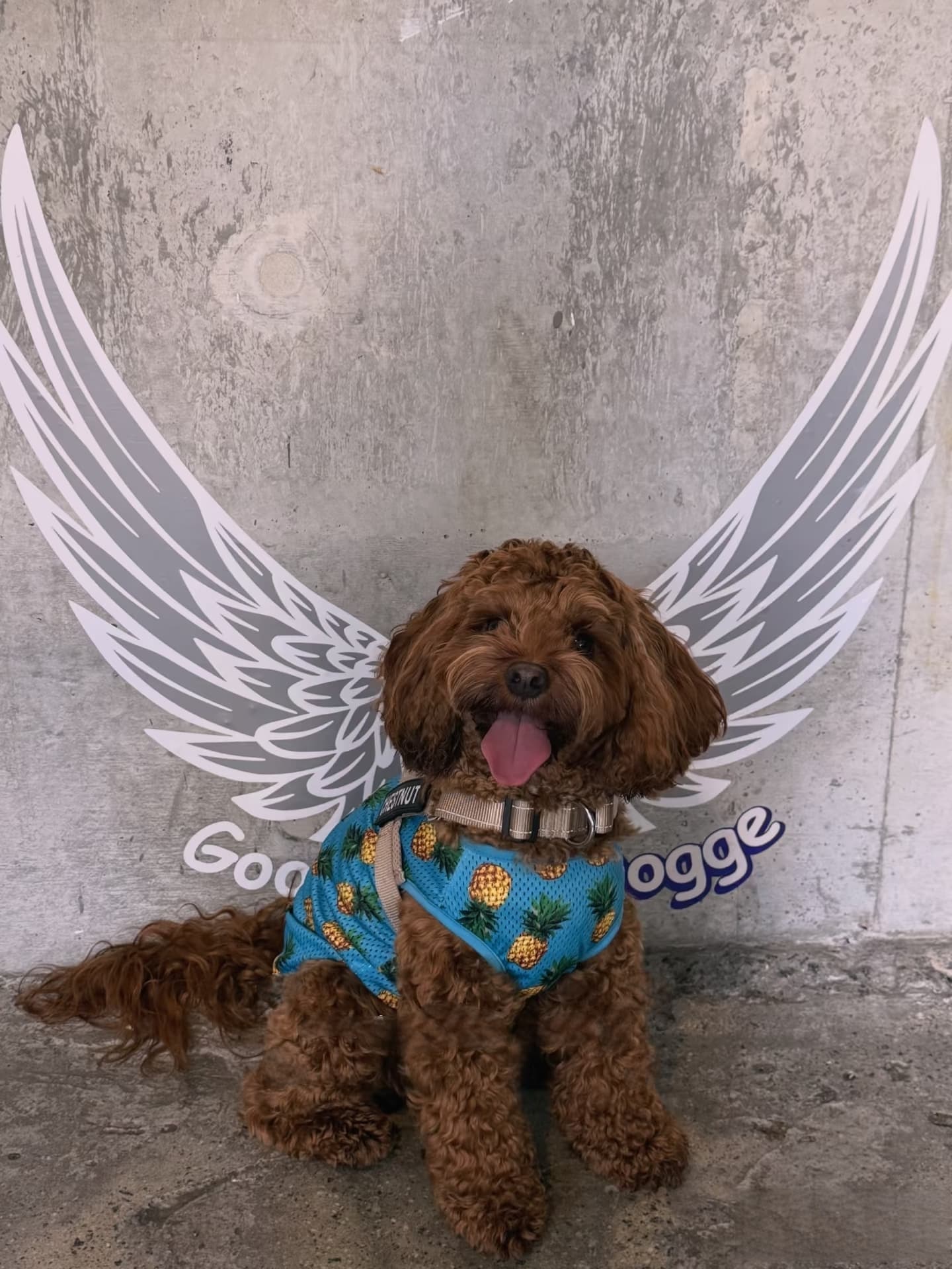 Best Dog-Friendly Cafes in Sydney