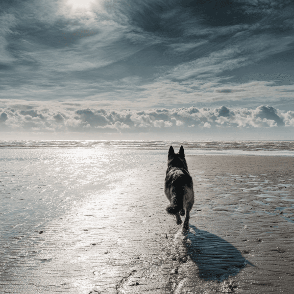 Kyeemagh Dog Beach (Lady Robinsons Beach)