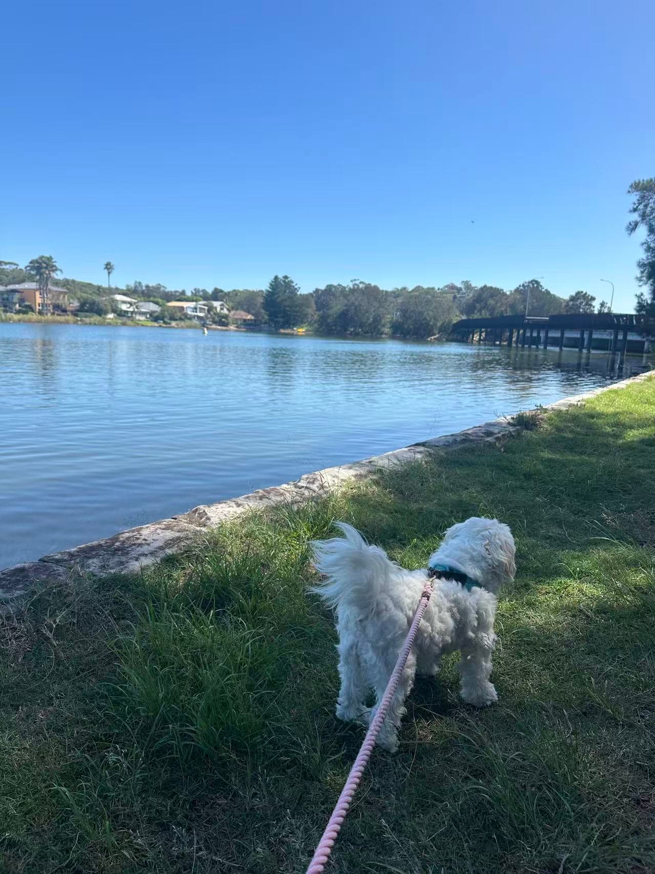 Top 10 Dog-Friendly Walks in Sydney