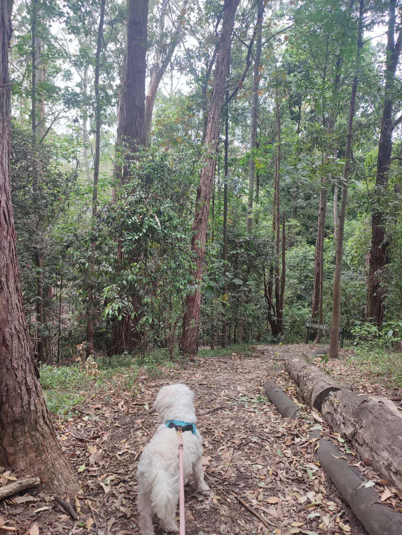 Strickland State Forest