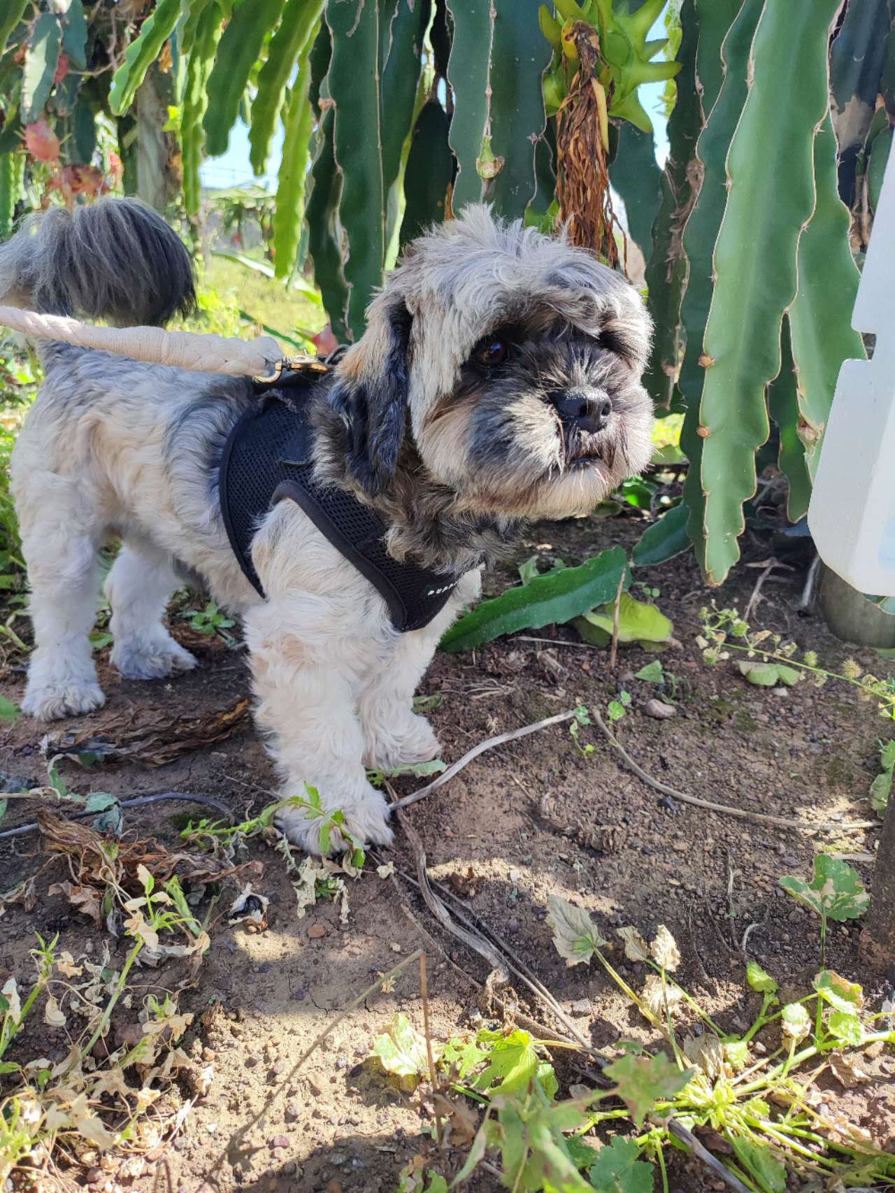 The Courty (Courthouse Hotel)