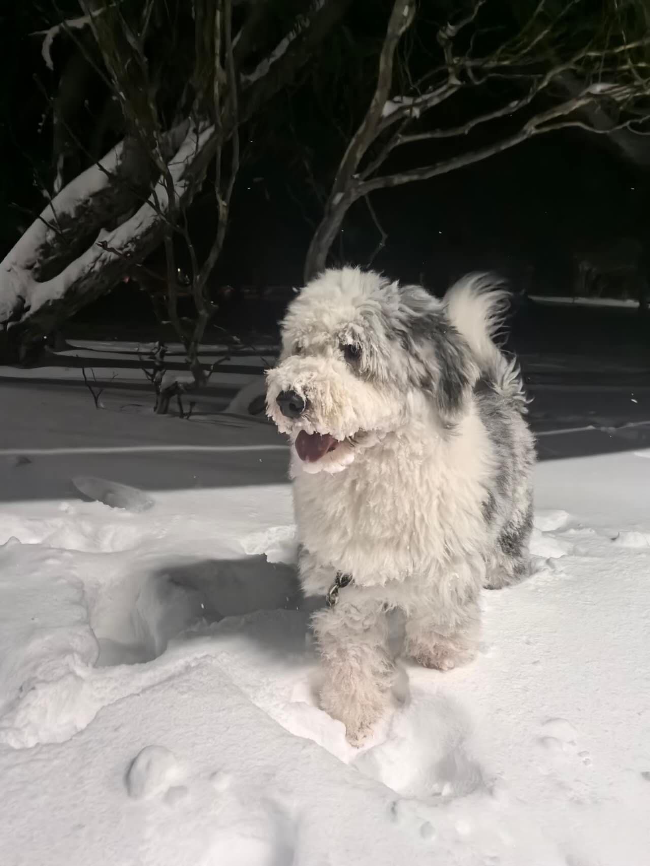 Dinner Plain: Victoria’s Only Dog-Friendly Alpine Snow Escape