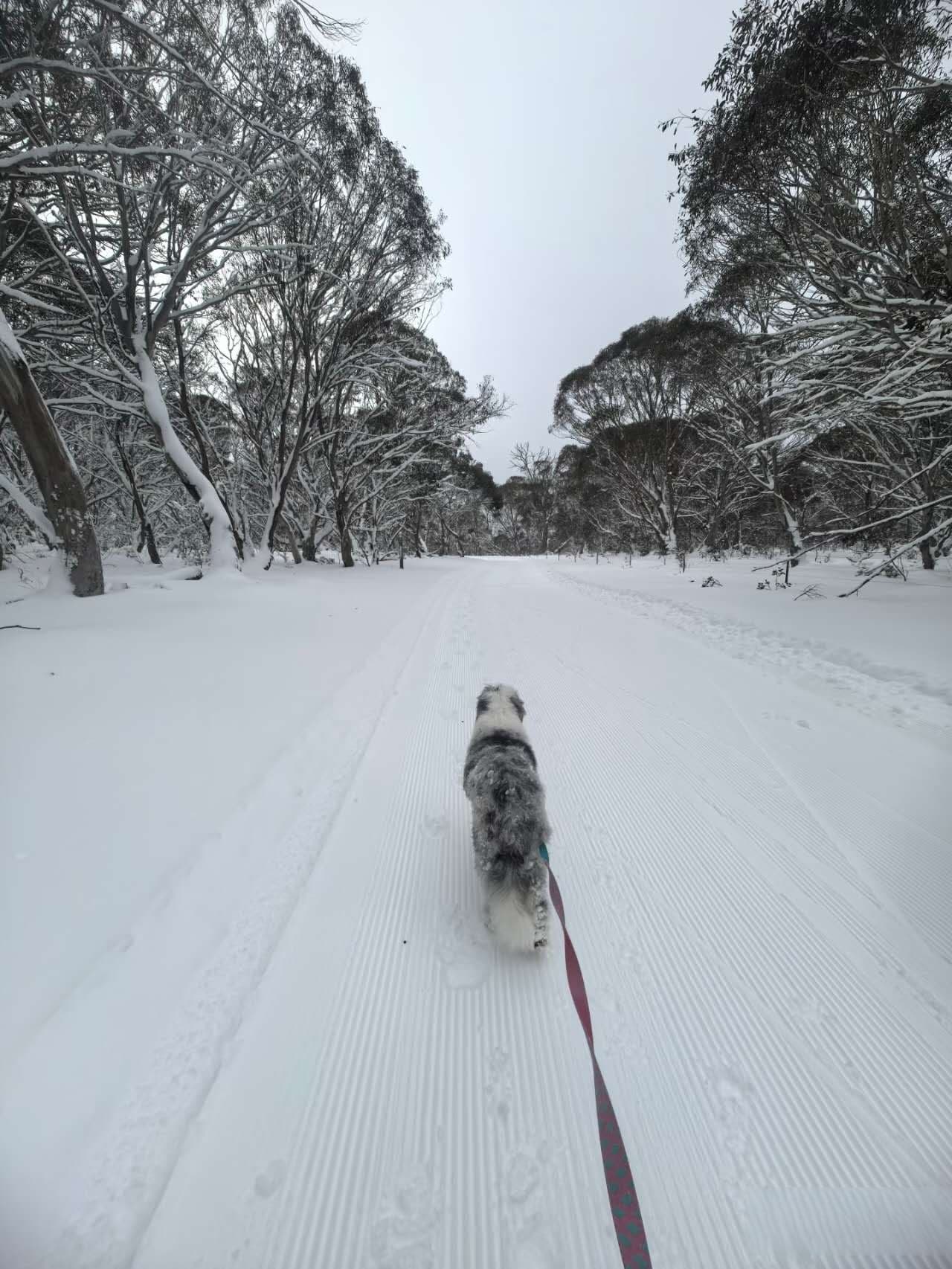 Dinner Plain: Victoria’s Only Dog-Friendly Alpine Snow Escape