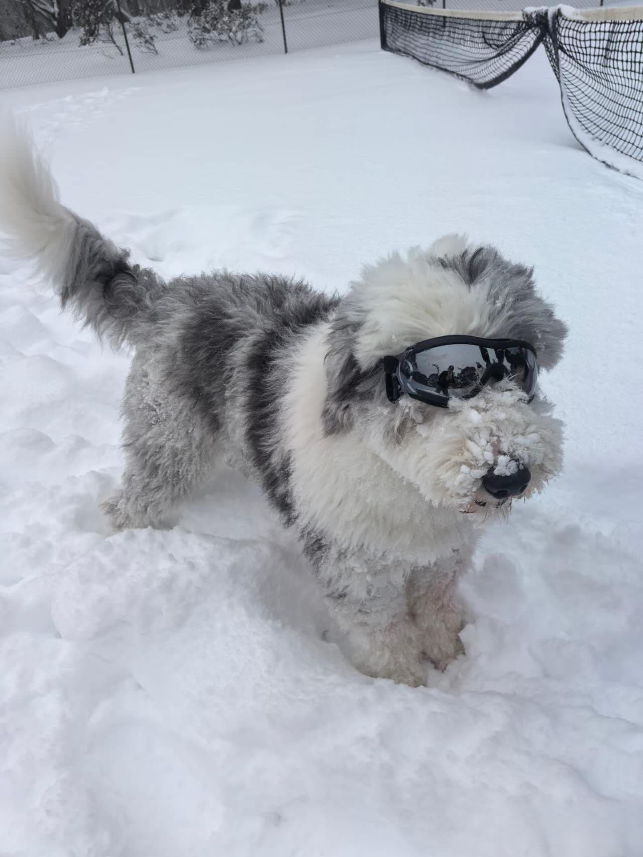 Dinner Plain: Victoria’s Only Dog-Friendly Alpine Snow Escape