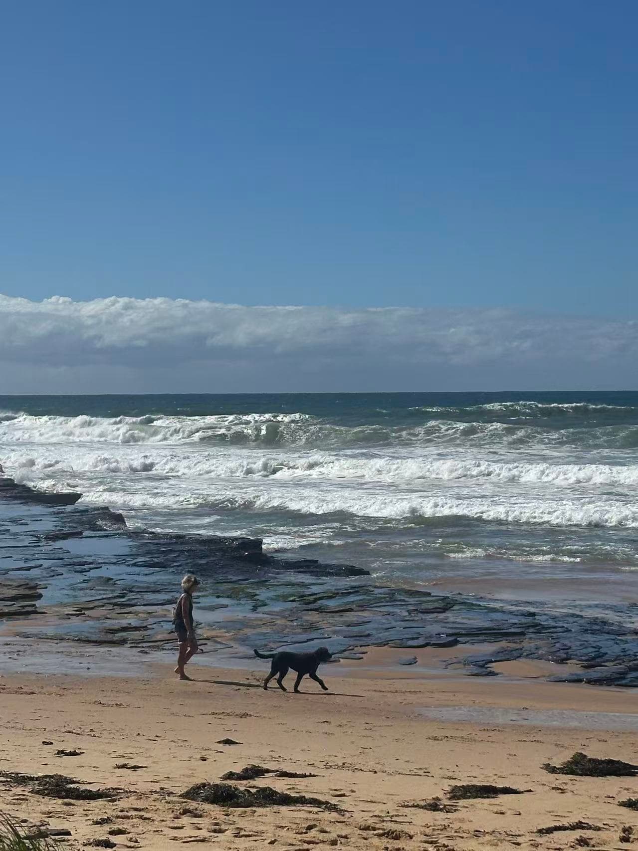 Sharky Beach: A Perfect Day Trip from Sydney with Your Pup – Beaches, Bridges & Small-Town Eats