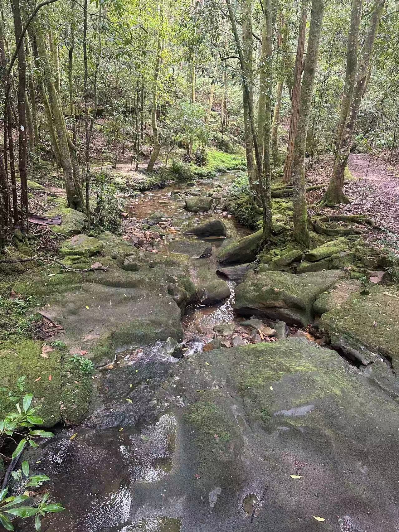Two Creeks Track: A Sydney Bushland Secret for Leashed Pup Adventures