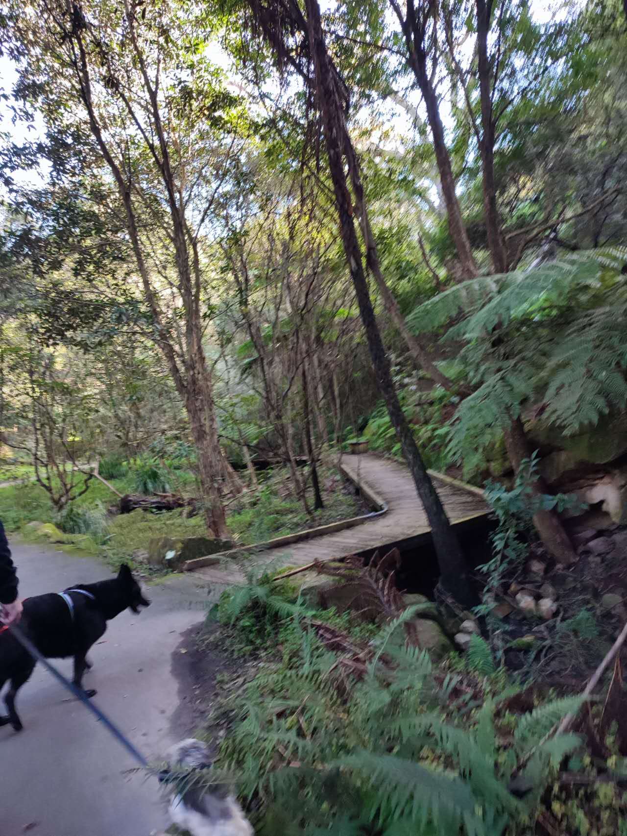 Bicentennial Reserve (Hallstrom Park) – dog-friendly park in Willoughby