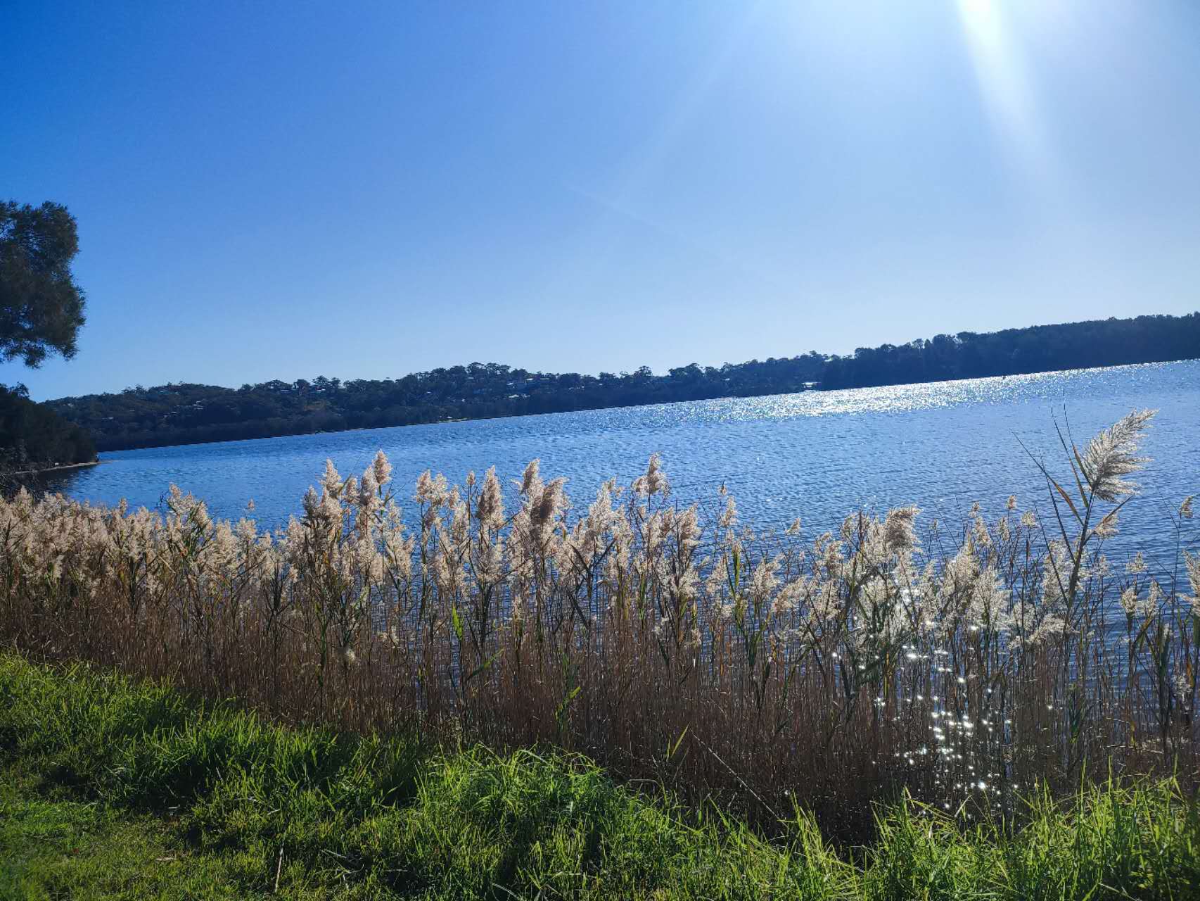 Blackman Park – dog-friendly park in Lane Cove West