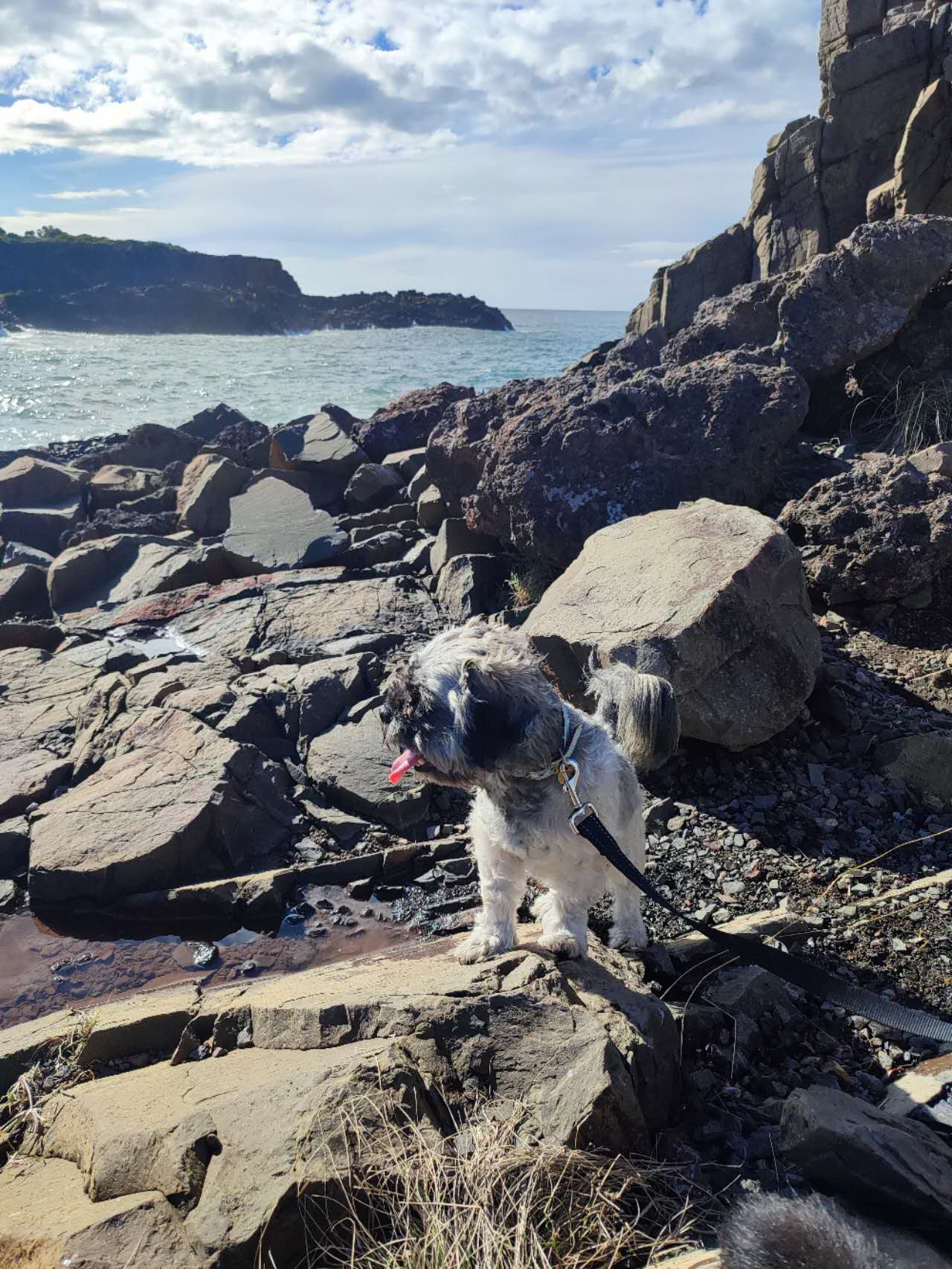 Bombo Beach – dog-friendly beach in Bombo