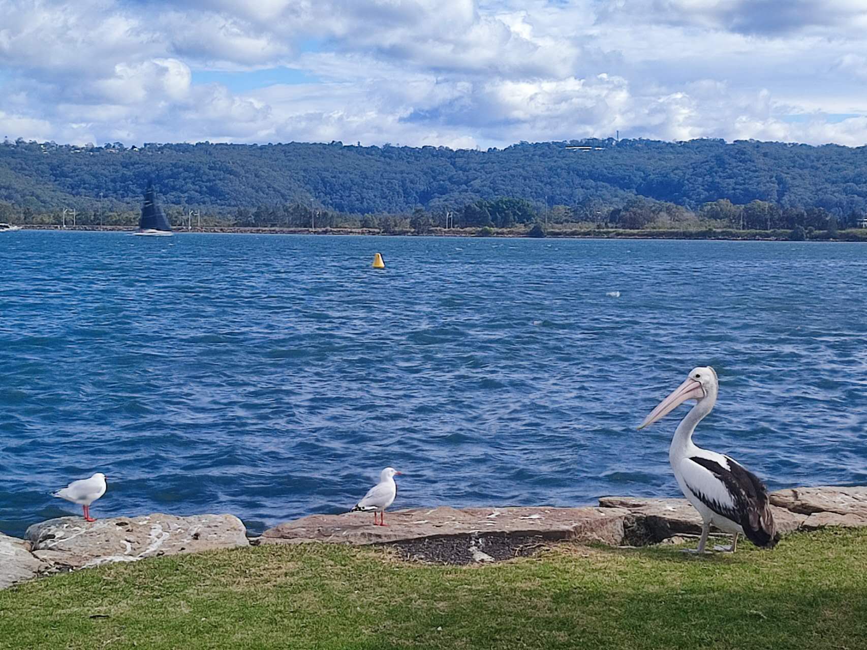 Burns Bay Reserve – dog-friendly park in Riverview