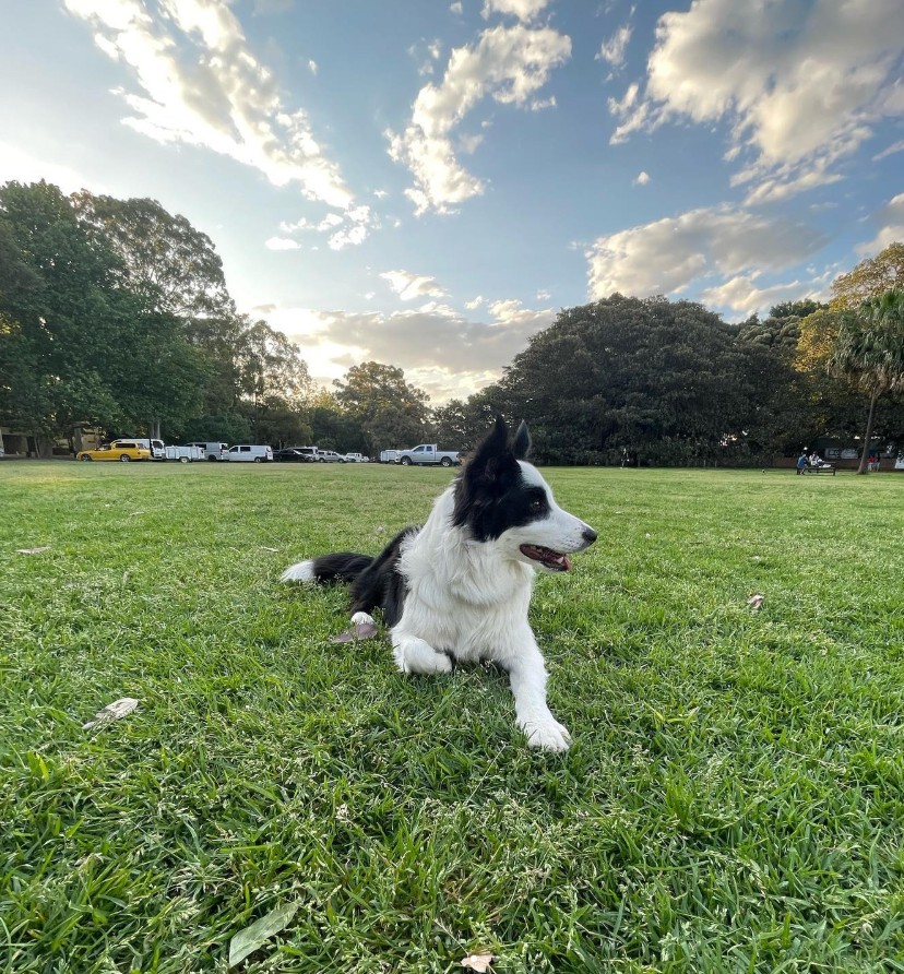 Top 10 Dog-Friendly Walks in Sydney