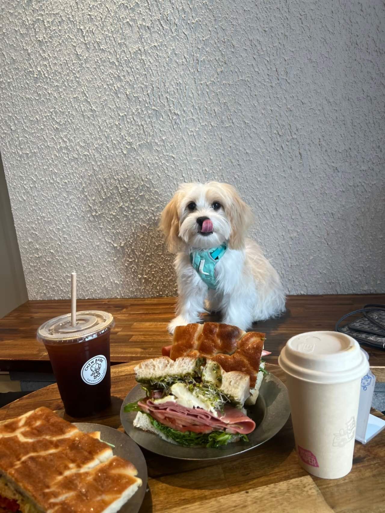 Chew Babe Pet Grooming Cafe