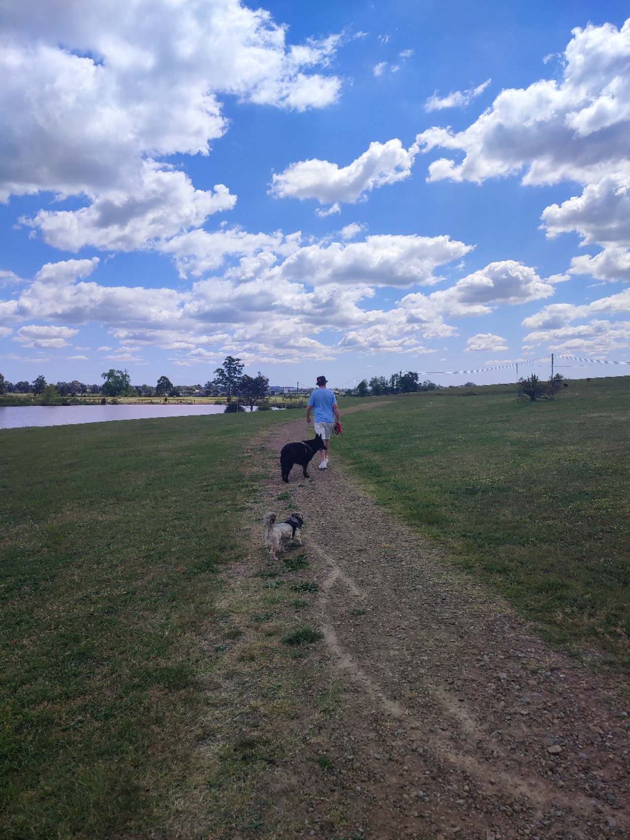 Civic Avenue Reserve – dog-friendly park in Kogarah