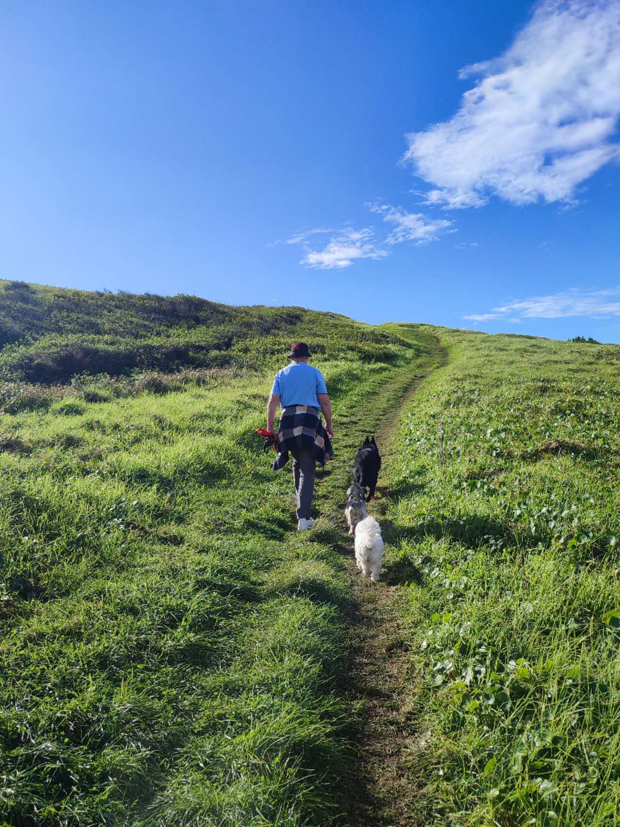 Dan Mahoney Reserve – dog-friendly park in North Parramatta