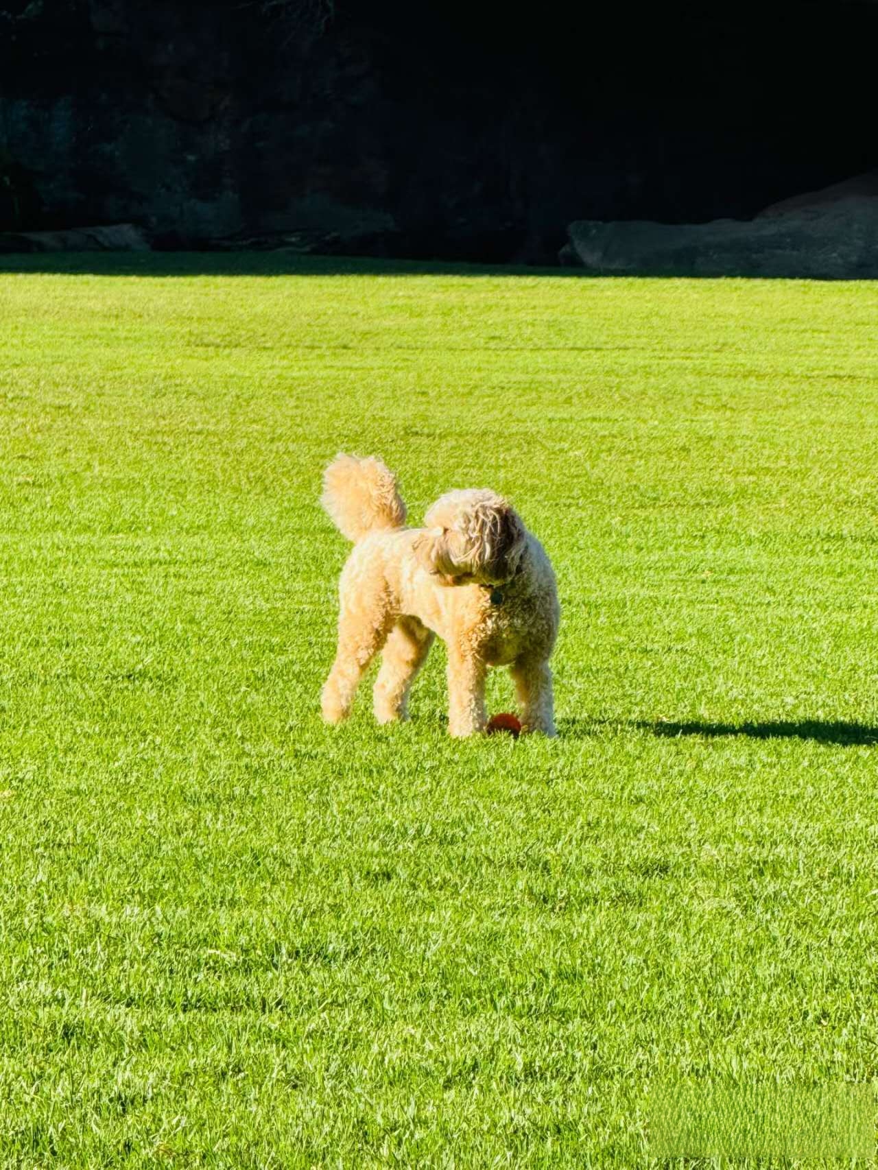 Flat Rock Gully – dog-friendly walk in Willoughby