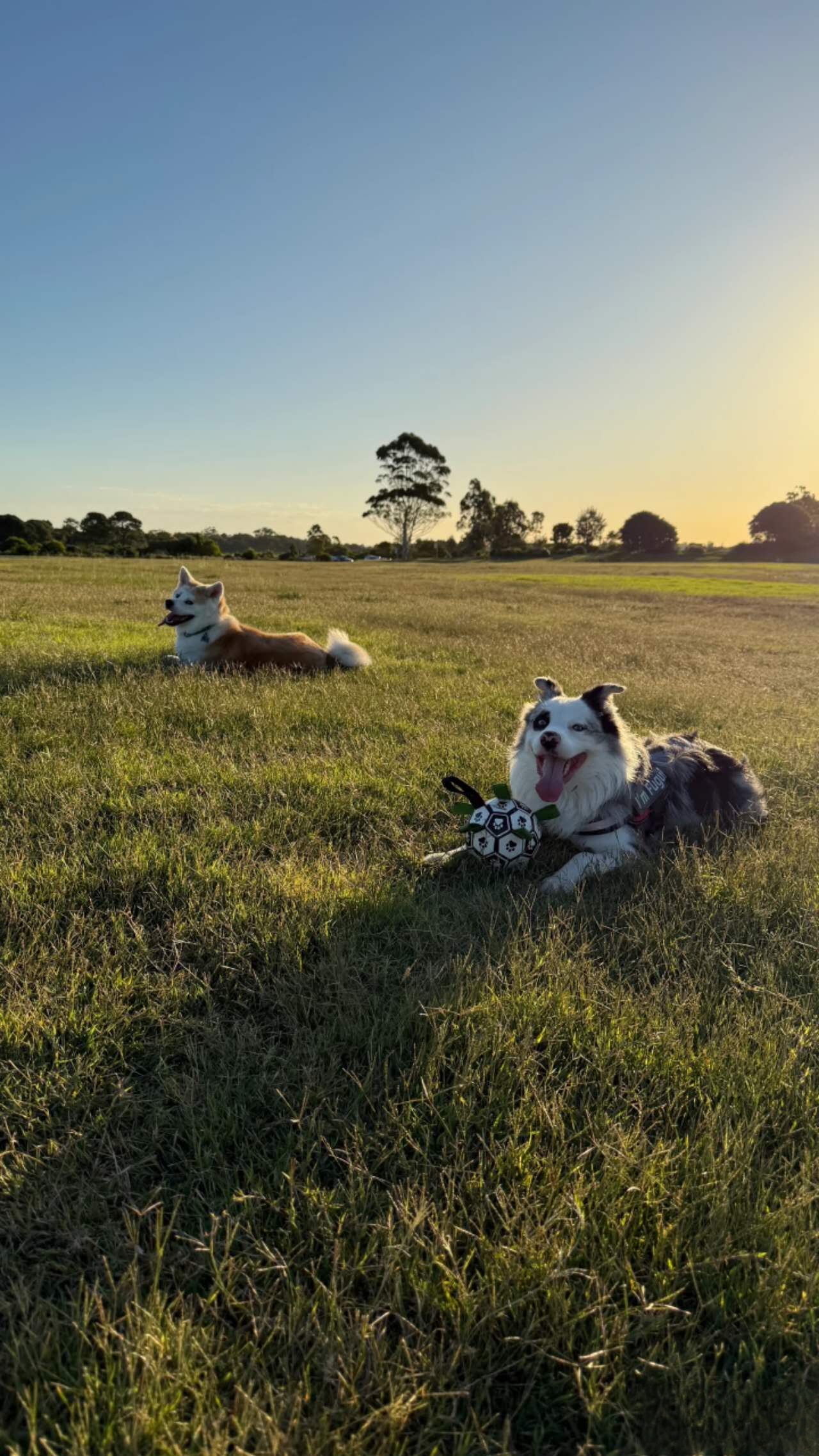 Giba Park – dog-friendly park in Pyrmont