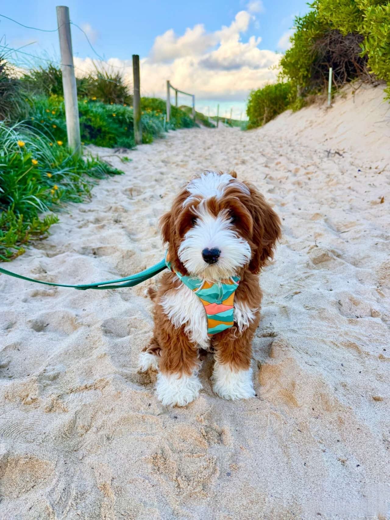 Greenhills Beach Dog Off-leash Area – dog-friendly beach in Kurnell