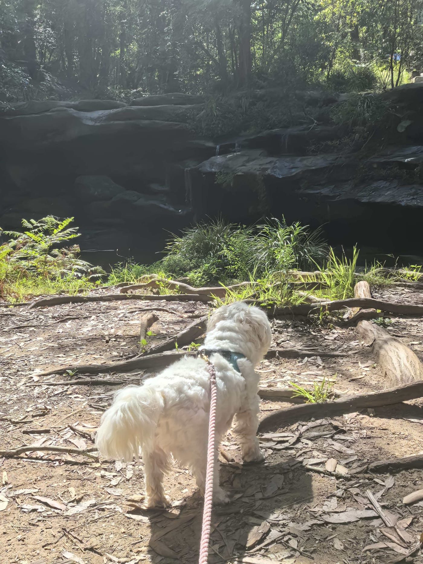 Hunts Creek Reserve (Balaka Falls) – dog-friendly walk in Carlingford