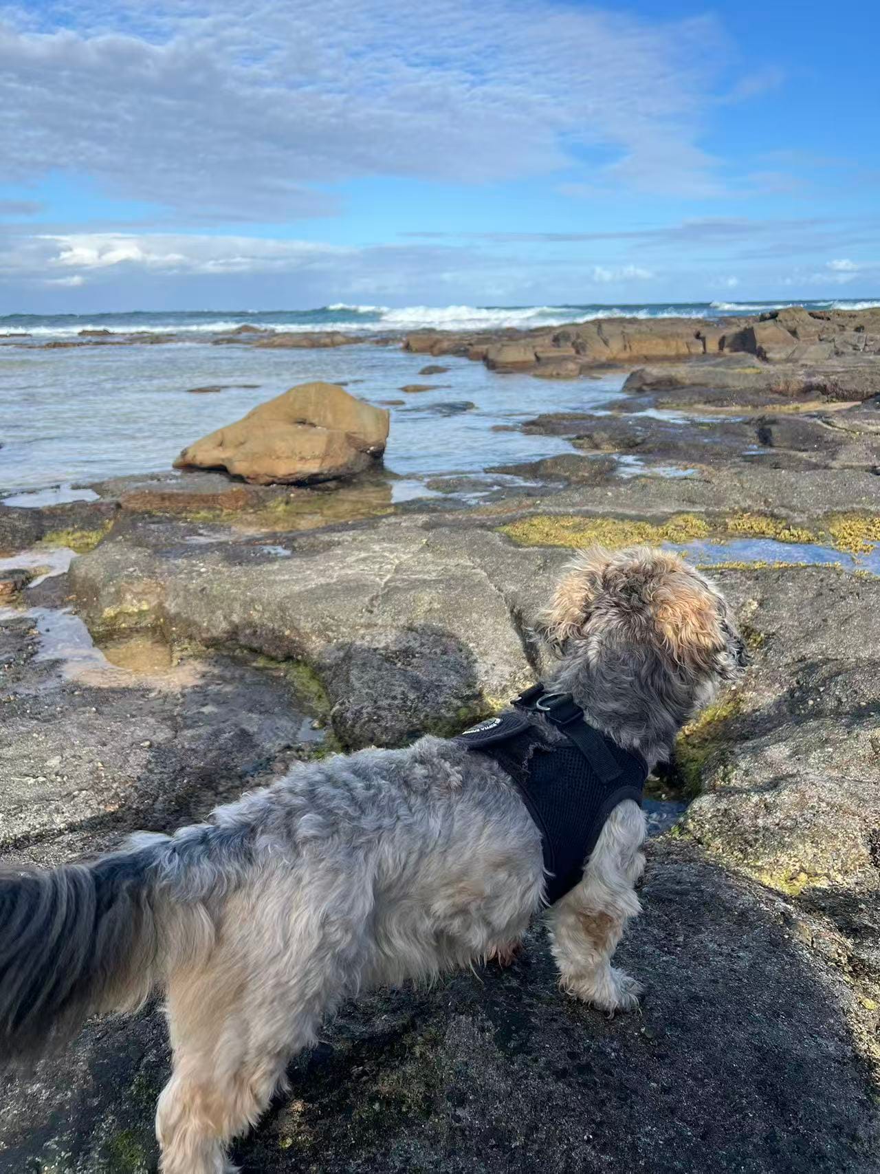 Kutti Beach (Vaucluse) – dog-friendly beach in Vaucluse
