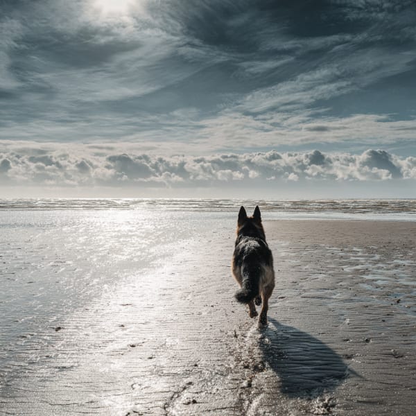 Kyeemagh Dog Beach (Lady Robinsons Beach) – dog-friendly beach in Kyeemagh
