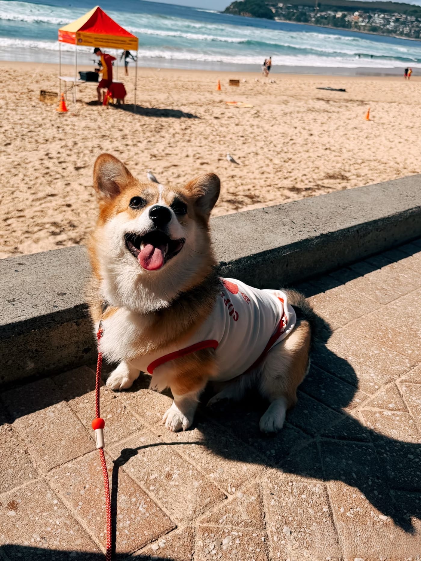 Sydney’s Best Off-Leash Dog Parks & Beaches