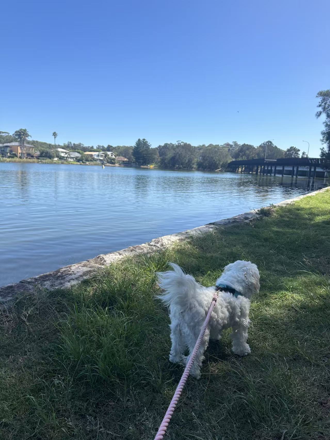 Top 10 Dog-Friendly Walks in Sydney