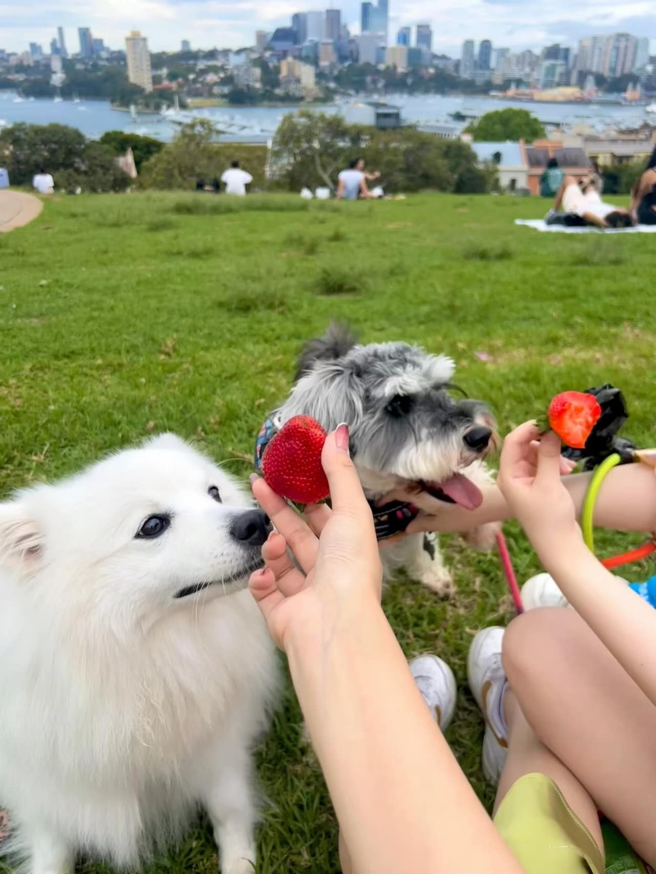 Observatory Hill Park – dog-friendly park in Millers Point