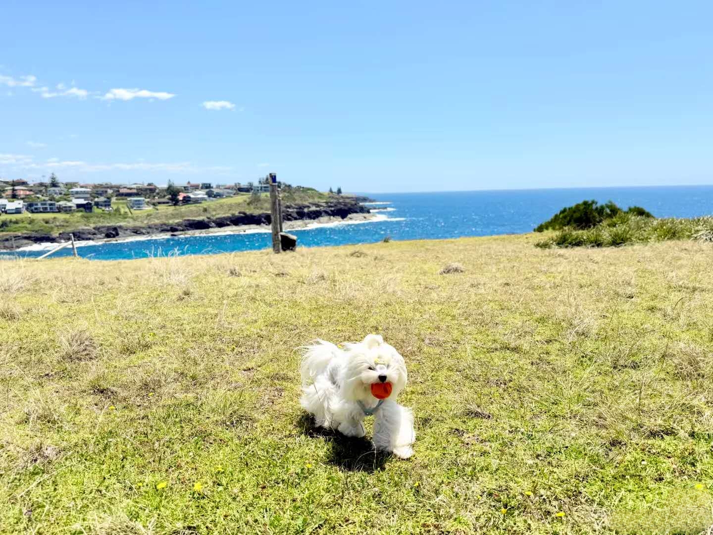 Port Kembla Beach – dog-friendly beach in Port Kembla