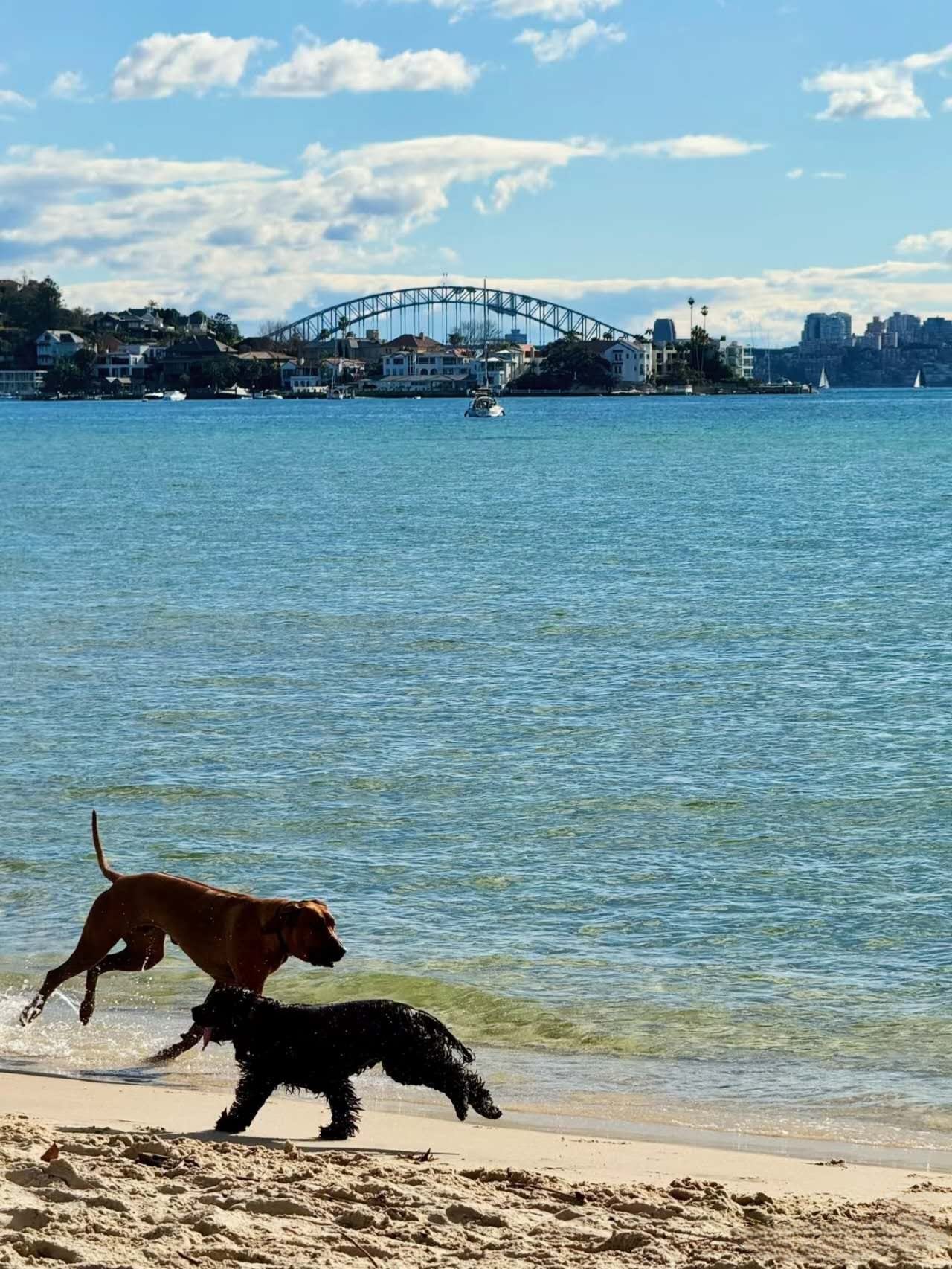 Rose Bay Dog Friendly Beach