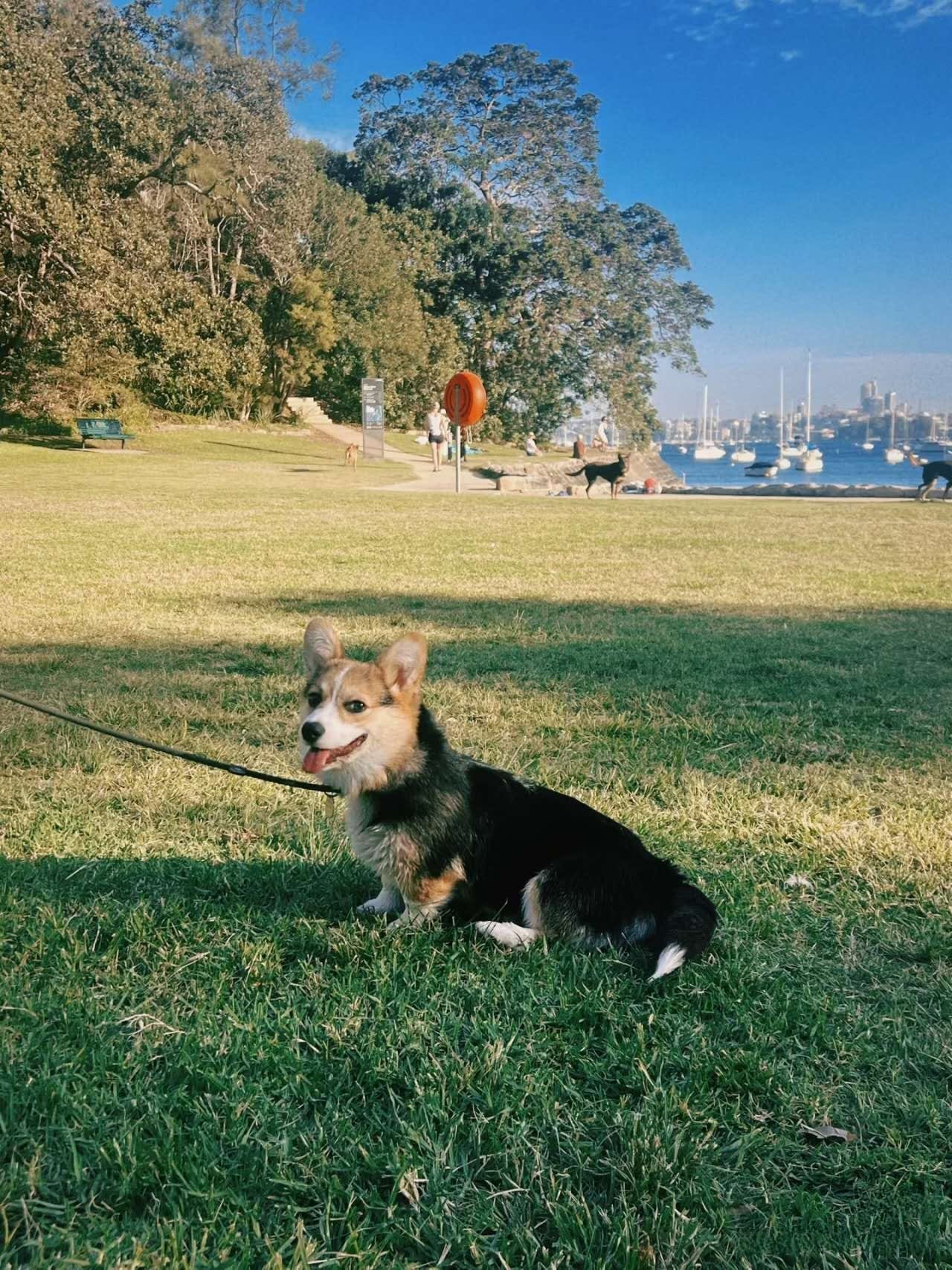 Sirius Cove Reserve Beach – dog-friendly beach in Mosman