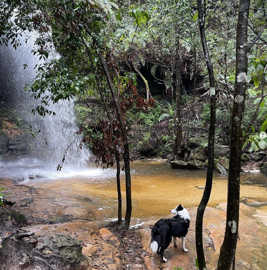 South Lawson Waterfall Loop – dog-friendly walk in Lawson