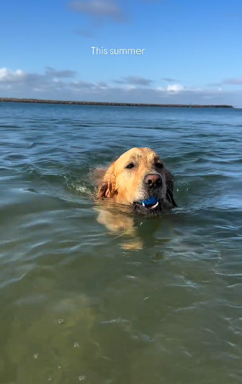 South Mona Vale Beach (Trial) – dog-friendly beach in Mona Vale