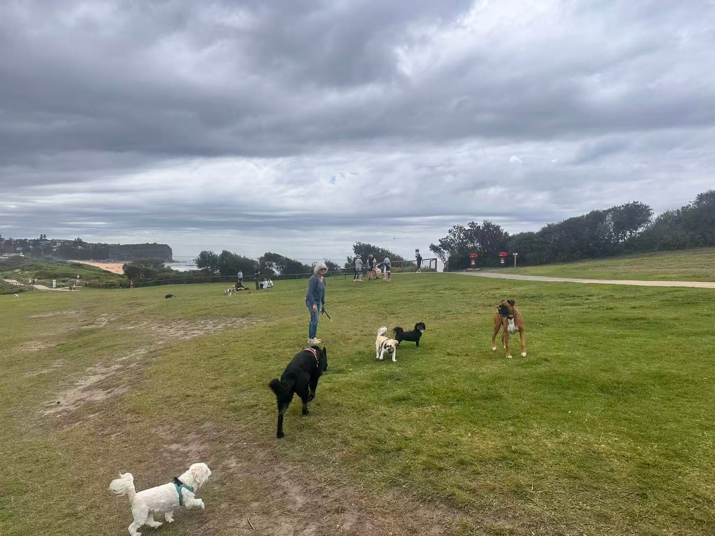 South Mona Vale Headland (Robert Dunn Reserve)