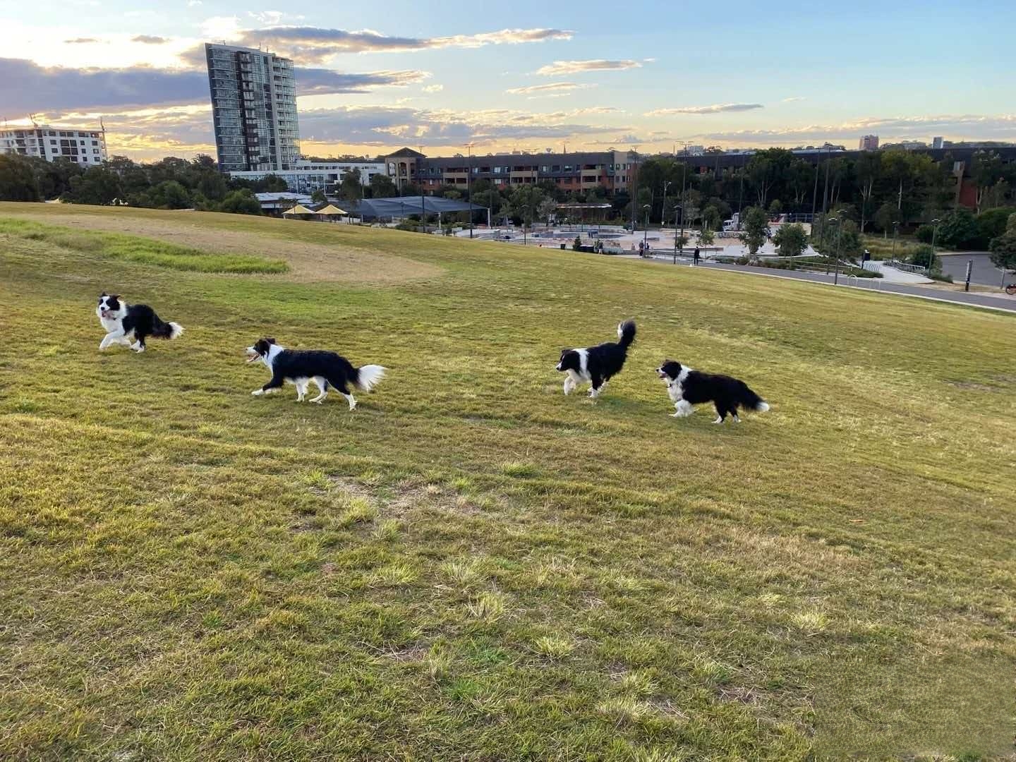 Sydney Park – dog-friendly park in St Peters