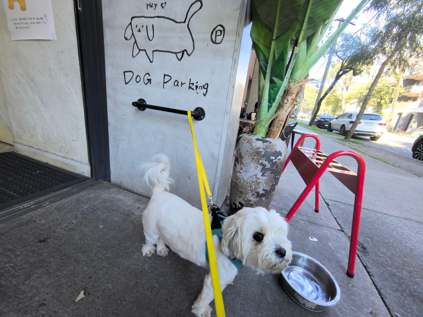 The Dose Alexandria – dog-friendly cafe in Alexandria