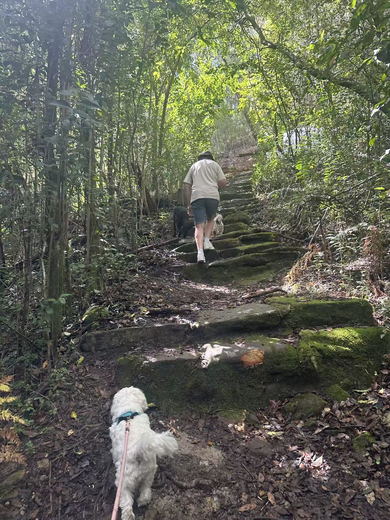 Top 10 Dog-Friendly Walks in Sydney