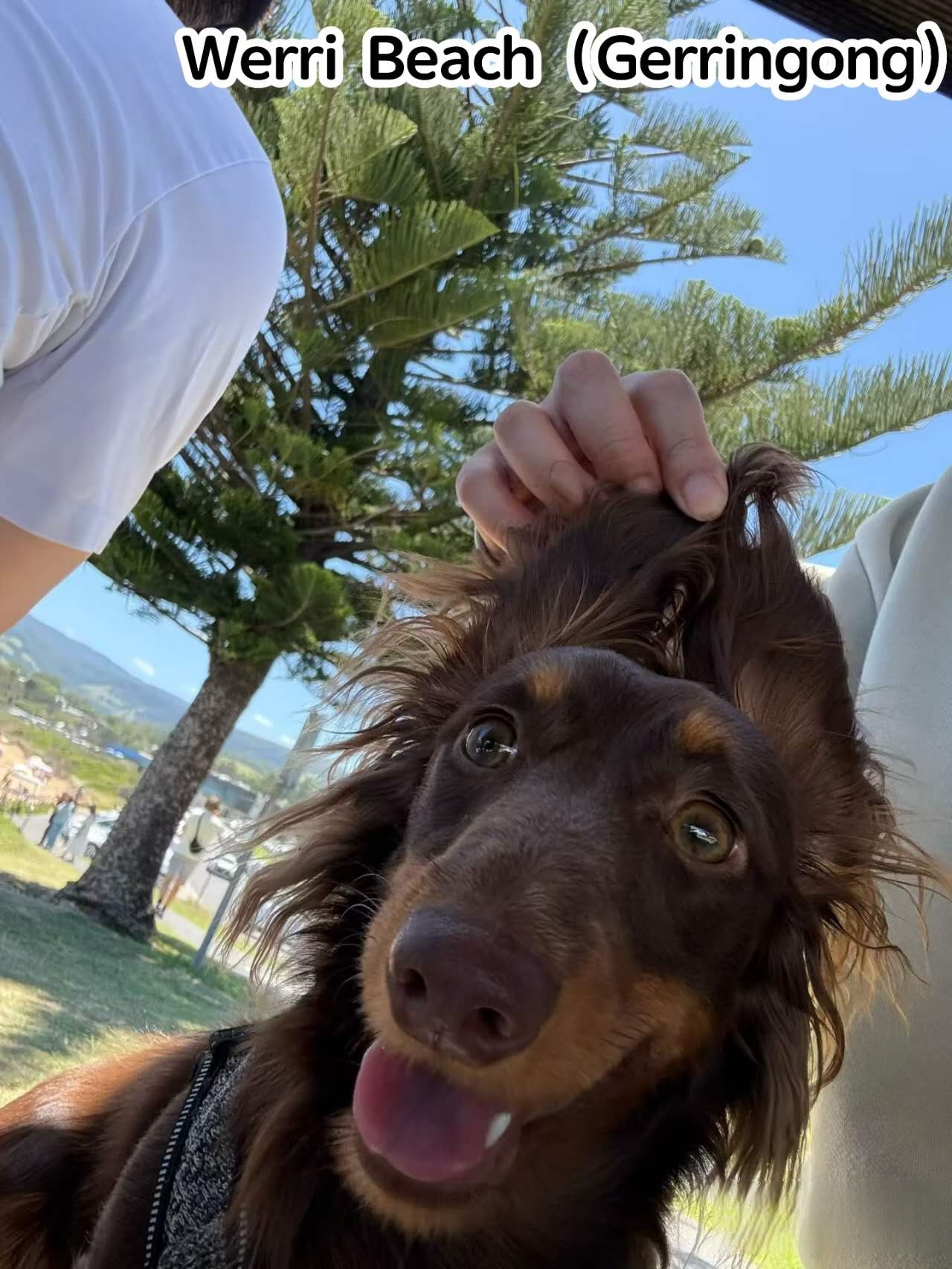 Werri Beach – dog-friendly beach in Gerringong